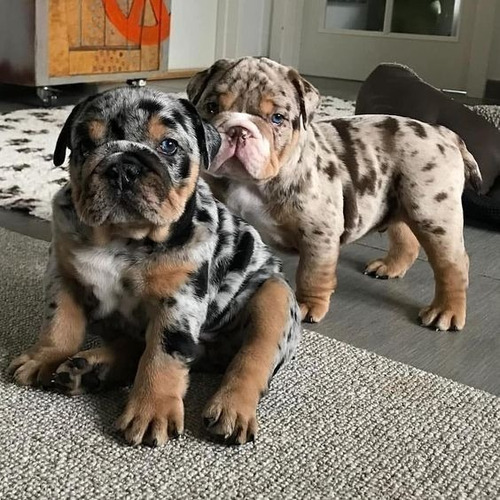 Imagen 1 de 1 de Cachorro Bulldogs Ingles Bull Dog Ingles Perrito Cachorrito