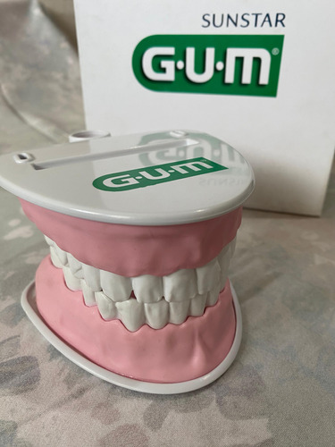 Modelo De Mandibula Educativo Gum