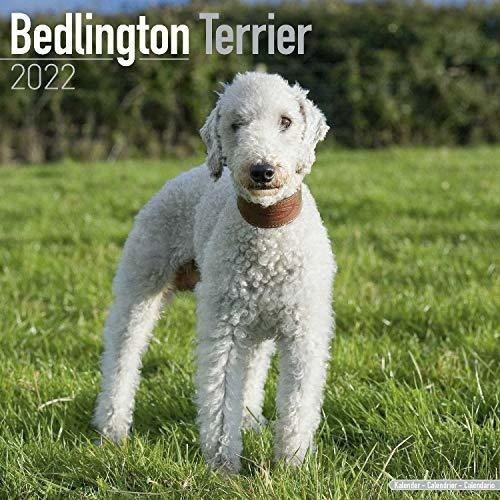 Bedlington Terrier Calendar - Dog Breed Calendars -.