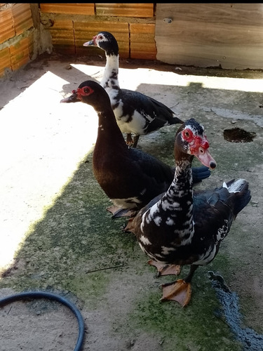 Vende-se Patos Comuns