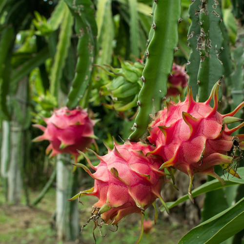 Muda De Pitaya Vermelha Enraizada Orgânica Para Vaso