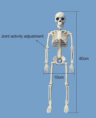 Imagen 2 de 10 de Calavera Esqueleto Estudio Medicina Halloween 40cm Alto