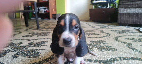 Bassent Hound En Venta!!!