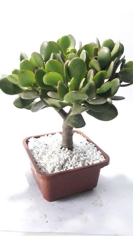 Muda De Jade | Crassula Ovata | Suculenta