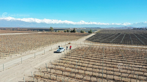 Se Vende Finca En Valle De Uco Mendoza. 300 Ha De Viñedo En Producción Unicas. Lo Mejor