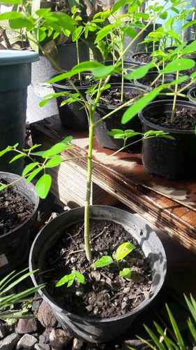 Moringa Planta Y Semilla