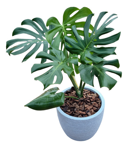 Planta Monstera (esqueleto De Caballo)