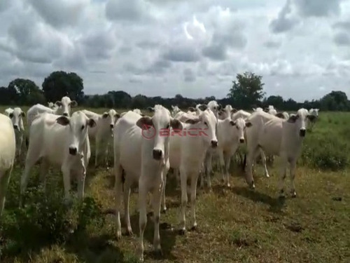 Imagem 3 de 9 de Fazenda Com 1.076,40 Hectares Na Região Duere, Tocantins. - Fa00023 - 69448240
