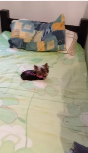 comprar Micro Yorkshire Terrier Tazita Hembra  Garantizados