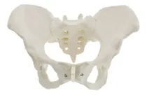Comprar Modelo Anatómico Pelvis Femenina 1:1