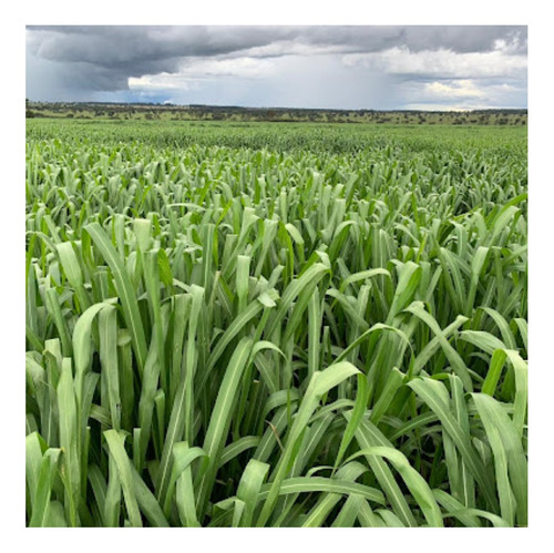 Hierba Miyagi (panicum Maximum), 1 kg, semillas incrustadas