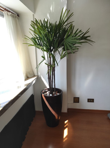 Planta Natural Palmeira Ráfia Com Vaso Decorativo