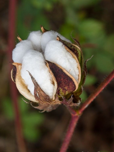 Semillas De Algodón Nativo Blanco