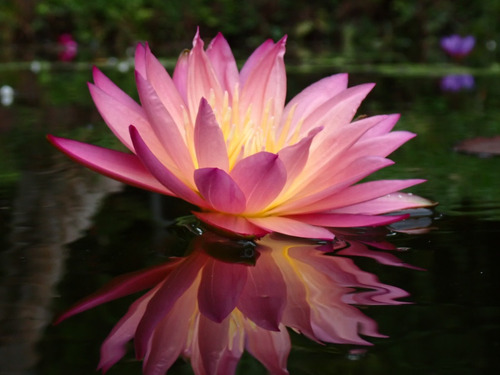 Loto Rosado Clima Cálido Planta Adulta