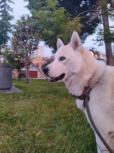 Servicio De Monta Husky Siberiano Manto Blanco-ojos Celestes