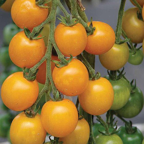 Sementes De Tomate Goldenkrone Tomate Cereja Amarelo Cherry