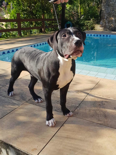 Pit Monster