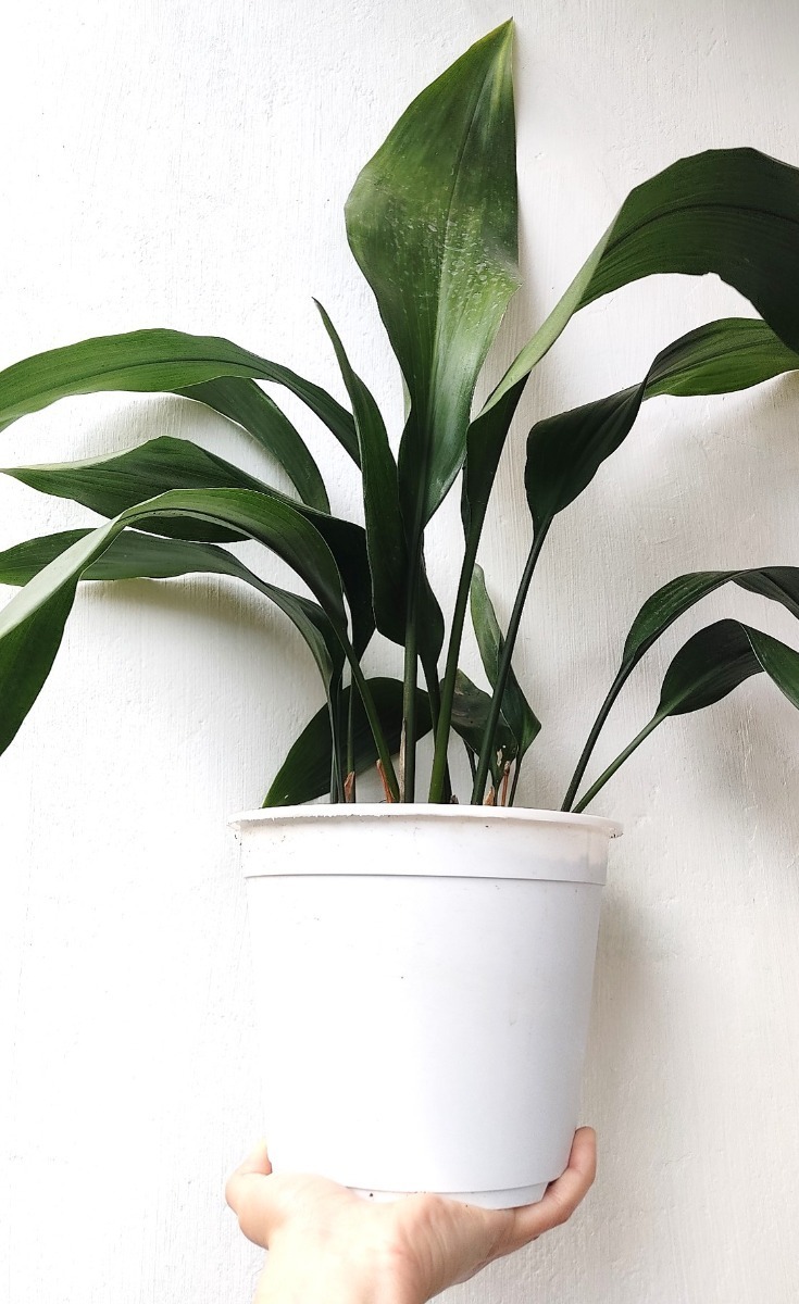 Aspidistra Elatior Orejas De Burro Pilistra Planta Interior Cuotas