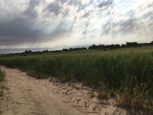 Venta Campo Agrícola-ganadero De 29 Hectáreas, Colonia