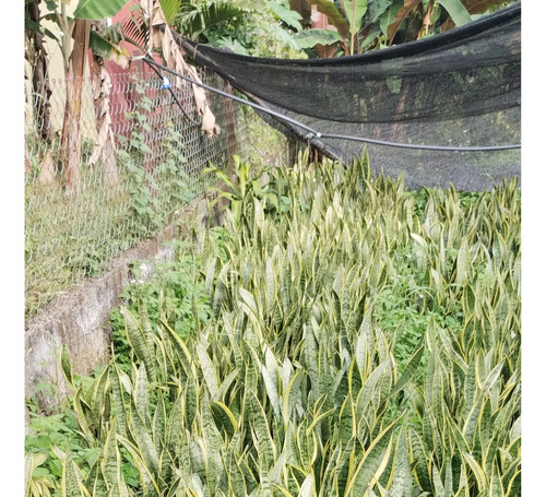 Sanseveria (espada De Rey) 50 Plantas