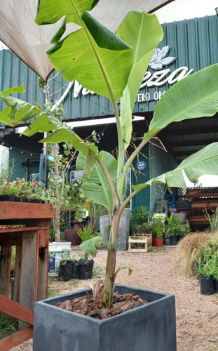Planta De Bananero, Follaje Grande, Selvático, Exótico
