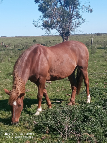 Caballo 