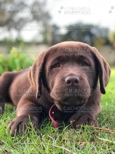 Cachorros Labrador Puros Sanos Robustos Con Vacuna Y Libreta