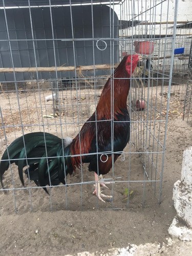 Gallos De Combate De Trios Americanos Sweder Y Kelso