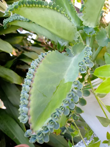 Planta Kalanchoe Natural