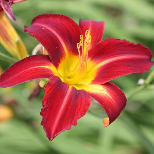 Planta Hermelocallis O Azucenas(hermelocallis)