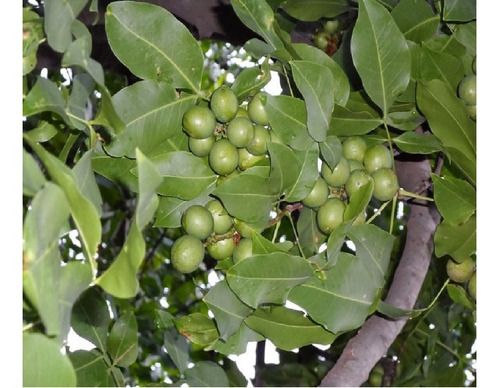 Imagen 2 de 2 de Arbol De Mamon Dulce