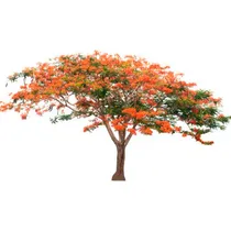 Comprar Árbol Tabachín Framboyán 1.50m Flor Roja\u002Famarilla\u002Fnaranja