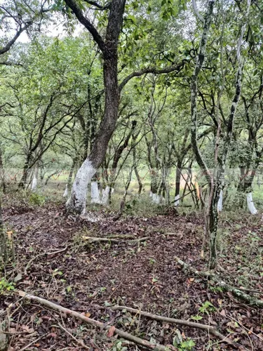 Campestre El Barro