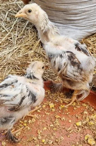 Huevos Fértiles Gallinas Brahma Pura
