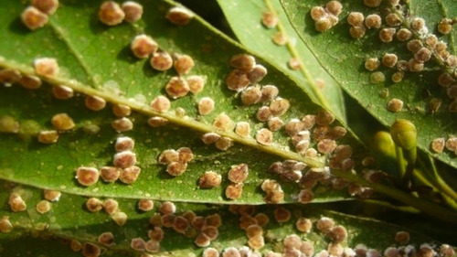 Imagen 3 de 3 de Mamboretá® D 30 ml Insecticida Sistémico PuLGón Cochinilla Gusano