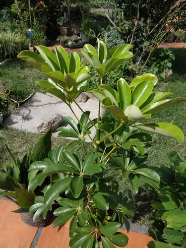 Planta Schiflera Lisa Grande 1,60 Mts. Aprox
