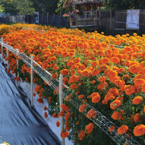 Semillas De Cempasuchil Marigold Chedi Orange Importadas