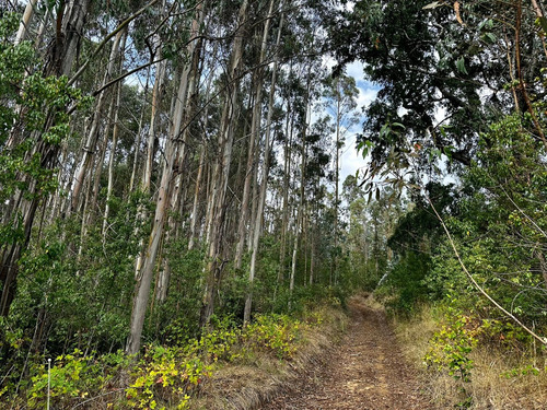 Excelente Campo De 160 Has / Cuarta Faja Gorbea
