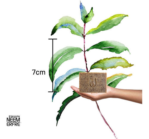 Jabon De Eucalipto Y Neem 150 Gr - Erfre