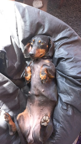 Regalo Perritos Salchicha