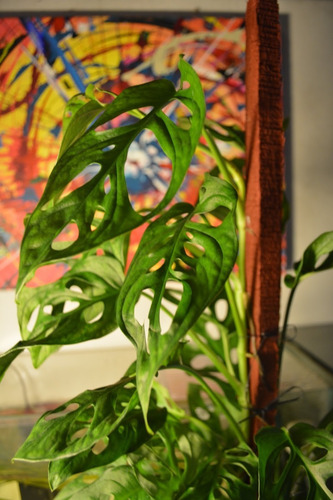 Imagen 5 de 8 de Planta Philodendron Peruveano M14