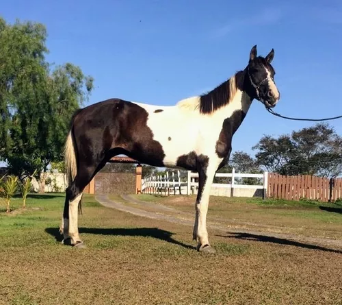 Cavalo pampa de preto