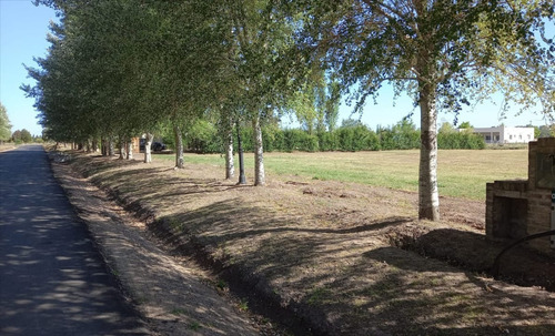 Imagen 5 de 9 de lote 49 - Los Álamos Haras Del Sur Iii