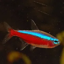 Comprar Peces Tetra Cardenal