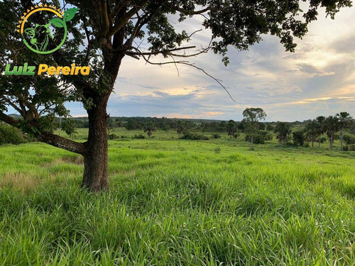 Imagem 2 de 15 de Fazenda À Venda Em Monte Santo - To - 576 Hectares (pecuária) - 2043