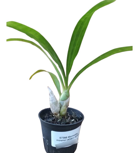 Orquídea Mormodes Morenoi - 1 Unidade