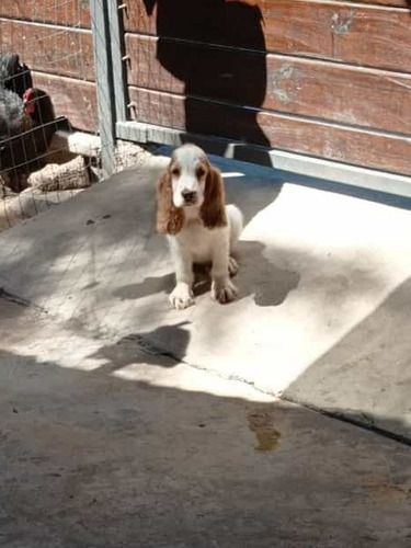 Cachorros Cocker Nacen En 15 Dias ! Los Mejores Del Uruguay