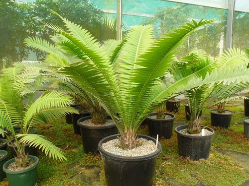 Dioon Spinulosum (planta Chica)