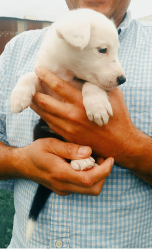 Cachorro Border Collie