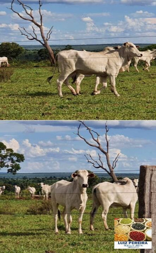 Imagem 11 de 14 de Fazenda À Venda Em Caampo Grande -ms - De 3.417,48 Hectares (dupla Aptidão) - 1626